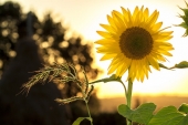 Suncokret - cvijet sunca sa čudesnim ljekovitim svojstvima