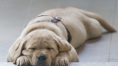 Saznajte šta način na koji spava vaš pas otkriva o njemu: Sve četiri uvis - SIGURNOST, a u sklupčanom položaju?