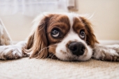 Devet znakova kojima psi pokazuju da su tužni i depresivni