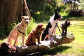 6 stručnih savjeta kako socijalizovati i smiriti psa koji laje na druge pse i ljude.