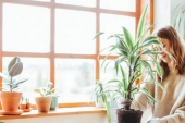 Sobne biljke efikasno čiste vazduh: Svekrvin jezik i đavolji bršljan pluća kuće