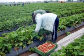 Traže radnike iz BiH, nude 1.300 evra za branje jagoda