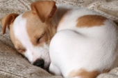 Psi su naslijedili položaj za spavanje?